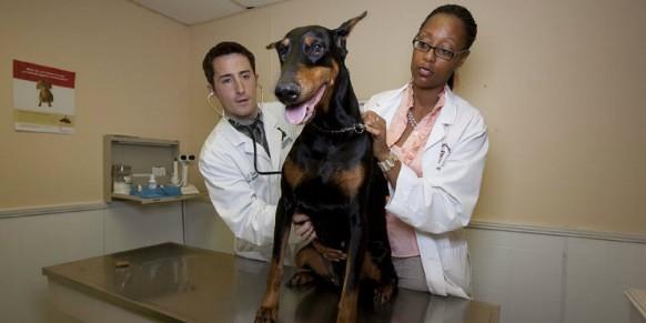 Why veterinary science is the next hot course