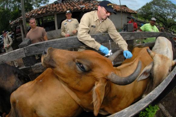 Where can I study veterinary medicine?